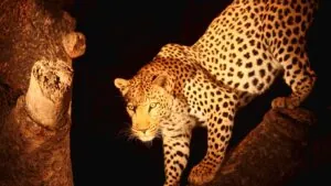 bigcatmia