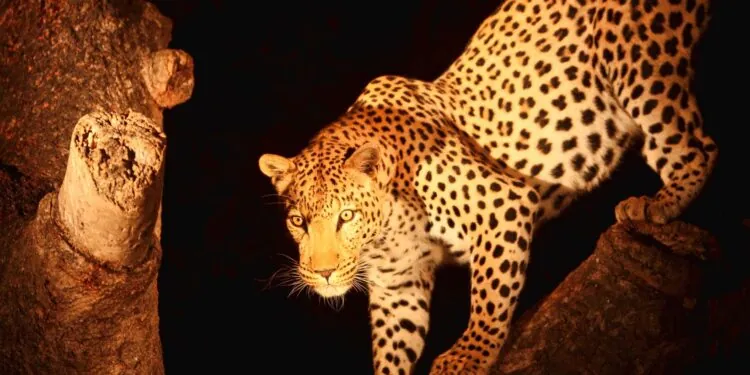 bigcatmia